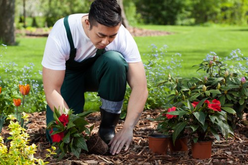 Professional tree felling and site clearance in Manorpark